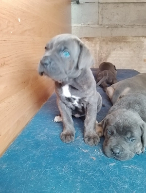 Căței Cane Corso, gri și formentino - imagine 3