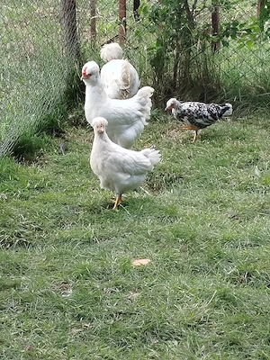 Vand 2 boboci de gâscă și pui de găină  - imagine 4