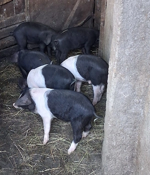 vand purcei