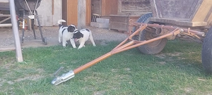 Vand ciobănesc de Bucovina 