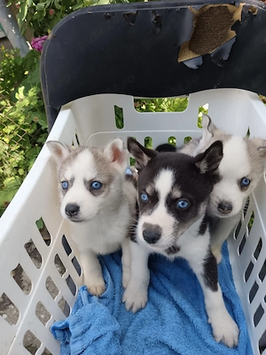 Vând puiuți Husky