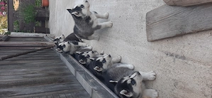 Catei husky cu ochii albastri