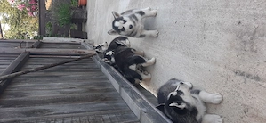 Catei husky cu ochii albastri - imagine 5