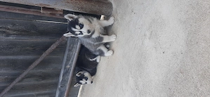 Catei husky cu ochii albastri - imagine 4