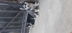 Catei husky cu ochii albastri - imagine 3