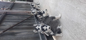 Catei husky cu ochii albastri - imagine 2