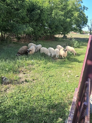 De vănzare 