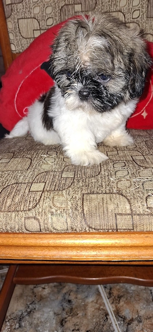 Shihtzu fetita