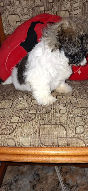 Shihtzu fetita - imagine 5