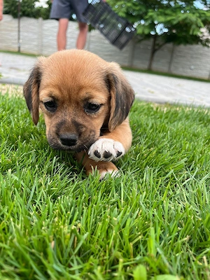 Vând căței rasa: mama beagle originala si tata incrucisare dintre shih tzu si bichon - imagine 2