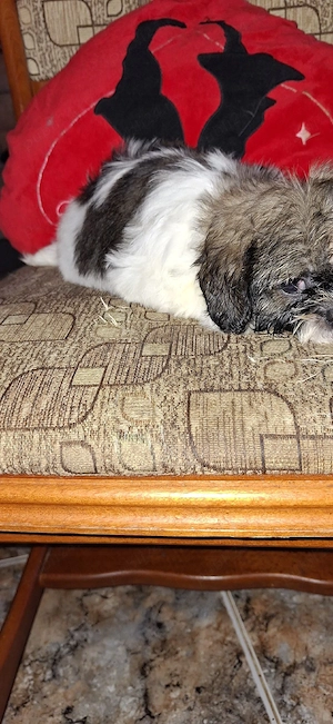 Shihtzu fetita - imagine 3