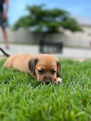Vând căței rasa: mama beagle originala si tata incrucisare dintre shih tzu si bichon - imagine 4
