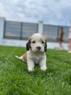 Vând căței rasa: mama beagle originala si tata incrucisare dintre shih tzu si bichon - imagine 3