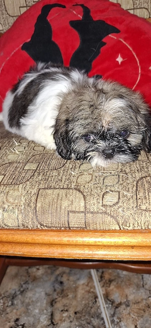 Shihtzu fetita - imagine 4