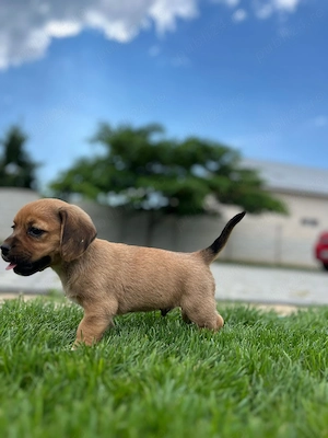 Vând căței rasa: mama beagle originala si tata incrucisare dintre shih tzu si bichon