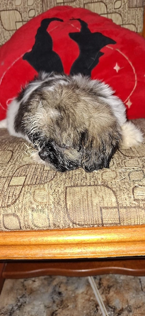 Shihtzu fetita - imagine 2