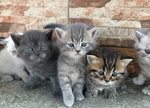 British Shorthair 