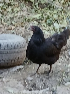 austrolop negru 