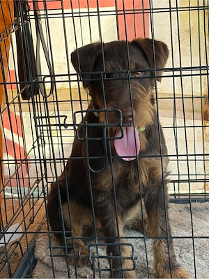 Femela JagdTerrier jagd terrier - imagine 2
