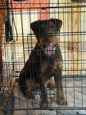 Femela JagdTerrier jagd terrier - imagine 3
