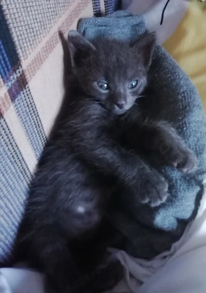 Spre Adoptie - imagine 4