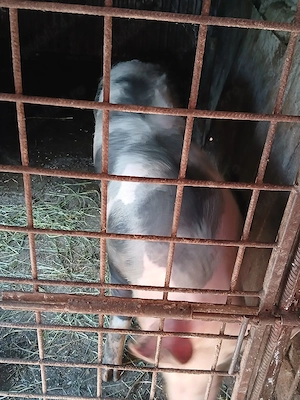 două scrofițe gestante de vânzare rasă pietrani belgian 