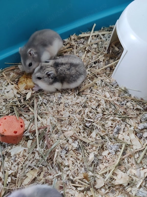 Hamsteri pitici siberieni - imagine 4