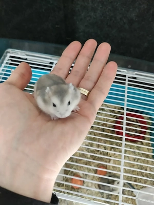 Hamsteri pitici siberieni - imagine 2
