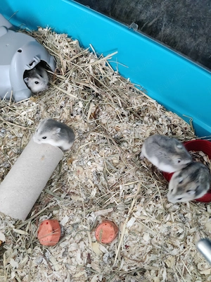 Hamsteri pitici siberieni - imagine 5