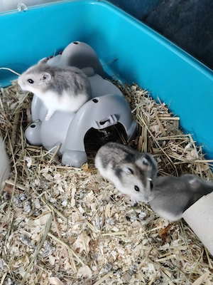Hamsteri pitici siberieni - imagine 3