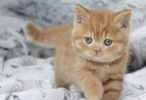 British Shorthair 