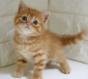 British Shorthair  - imagine 2