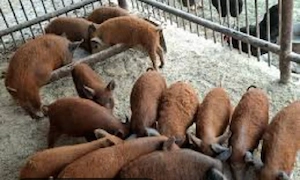 godaci mangalita