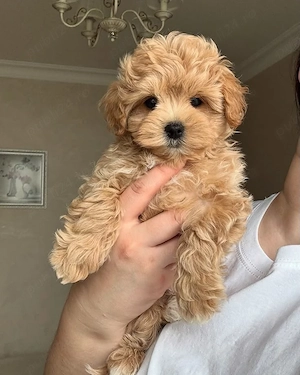 Maltipoo băieței și fetițe  - imagine 2