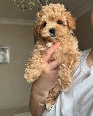 Maltipoo băieței și fetițe  - imagine 3