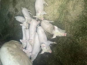 Purcei de 8 săptămîni 