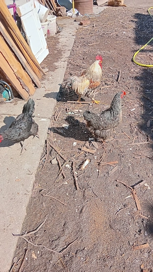 vănd urgent păsări de casă 3+1 - imagine 4