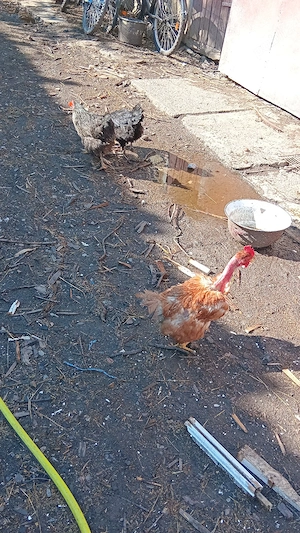 vănd urgent păsări de casă 3+1 - imagine 2
