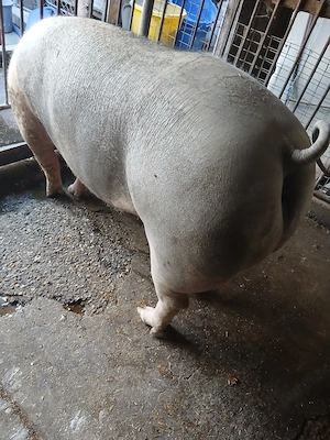 porc de carne  - imagine 4