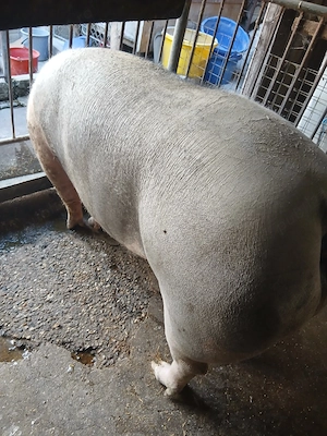 porc de carne  - imagine 2