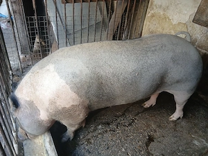porc de carne 