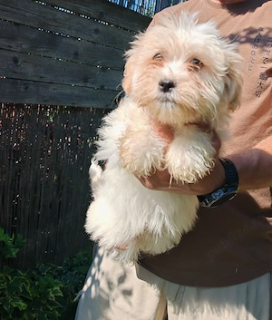 Cățelușa bichon