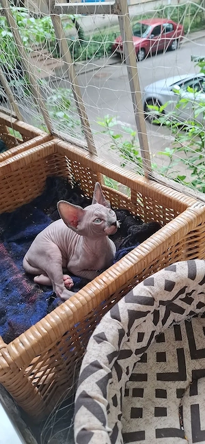 Pisica Sphynx Sfinx Sphinx - imagine 4