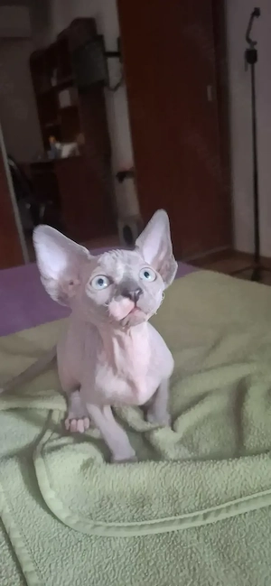 Pisica Sphynx Sfinx Sphinx - imagine 2