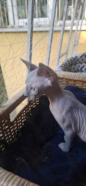 Pisica Sphynx Sfinx Sphinx - imagine 3