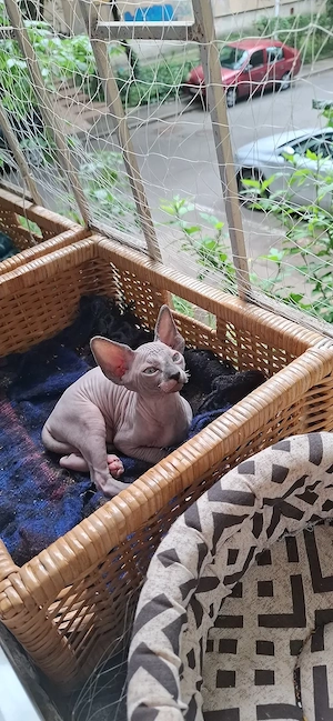 Pisica Sphynx Sfinx Sphinx - imagine 5