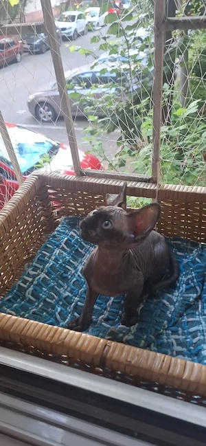 Pisica Sphynx Sfinx Sphinx - imagine 4