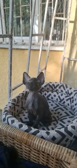 Pisica Sphynx Sfinx Sphinx