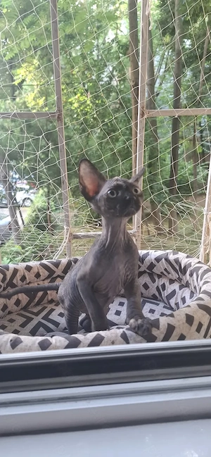 Pisica Sphynx Sfinx Sphinx - imagine 2