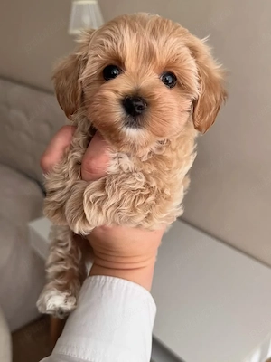Maltipoo puiuți superbi 